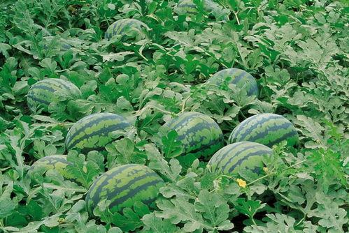 五一吃瓜网最新官方入口,揭秘五一假期热门瓜料，尽在掌握！